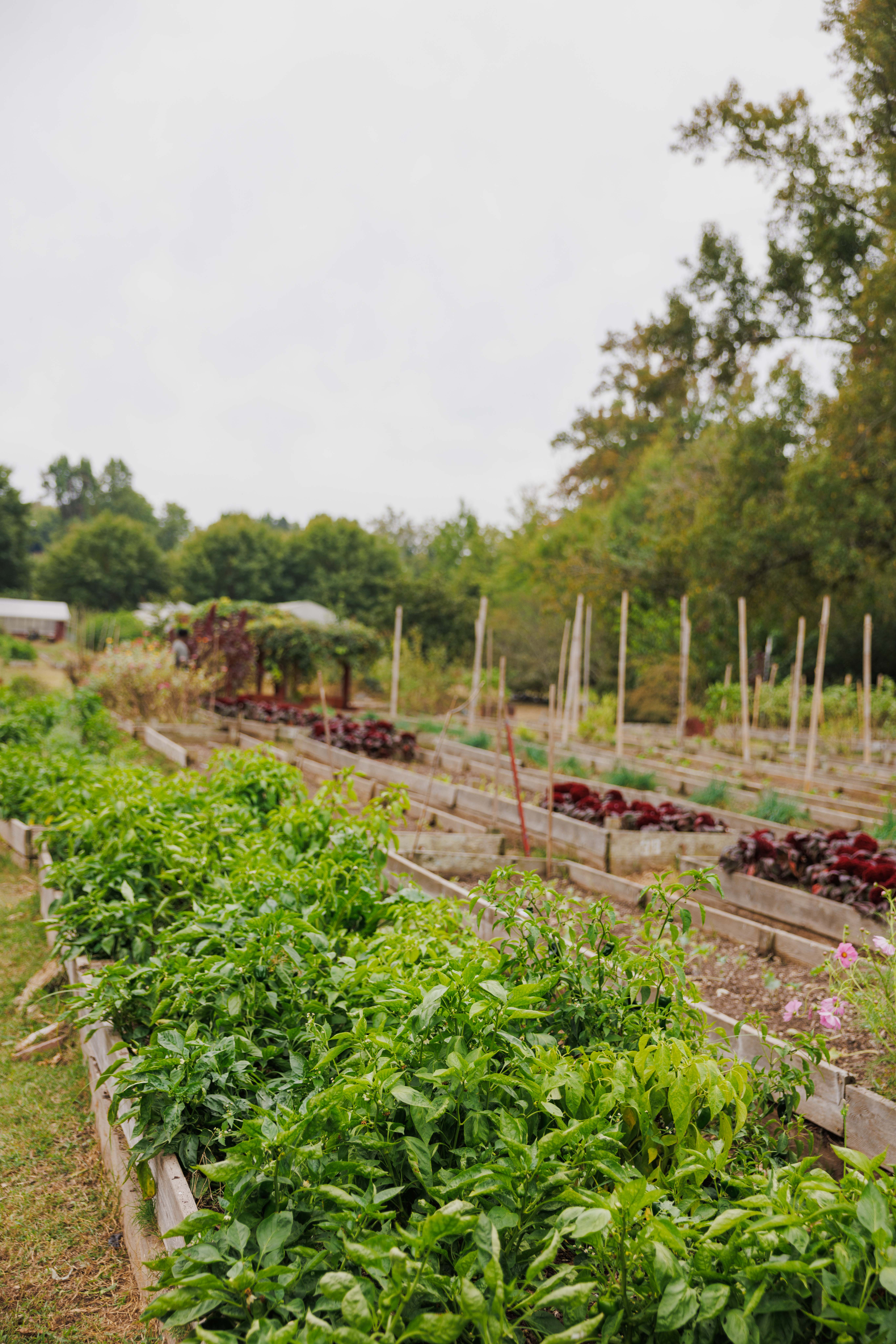FSA Farm Programs